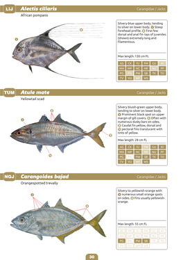 Identification Guide to the Common Coatal Food Fishes of the Pacific
