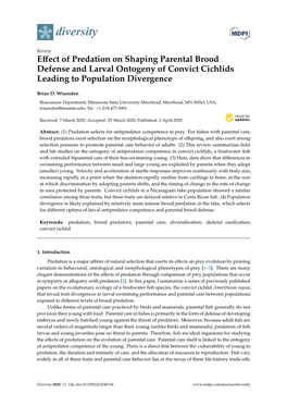 Effect of Predation on Shaping Parental Brood Defense and Larval Ontogeny of Convict Cichlids Leading to Population Divergence