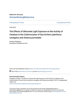 The Effects of Ultraviolet Light Exposure on the Activity of Catalase in the Coelomocytes of Sea Urchins Lytechinus Variegatus and Arbacia Punctulata