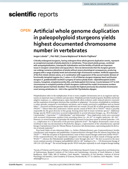 Artificial Whole Genome Duplication in Paleopolyploid Sturgeons Yields Highest Documented Chromosome Number in Vertebrates