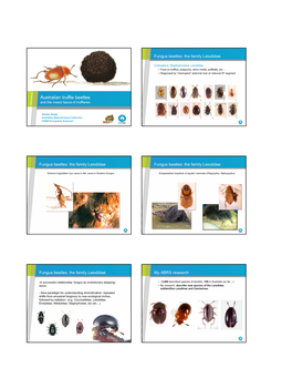Fungus Beetles: the Family Leiodidae