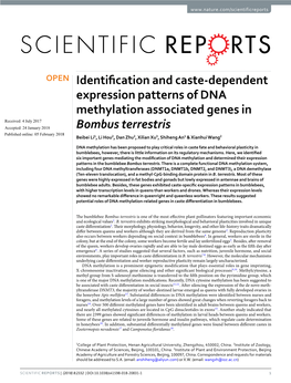 Identification and Caste-Dependent Expression Patterns of DNA