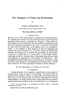 The * Droppers' of Tulipa and Erythronium