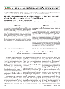 Identification and Pathogenicity of Pseudomonas Cichorii