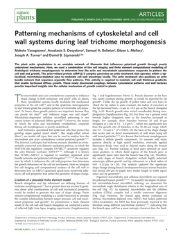 Patterning Mechanisms of Cytoskeletal and Cell Wall Systems During Leaf Trichome Morphogenesis Makoto Yanagisawa1, Anastasia S