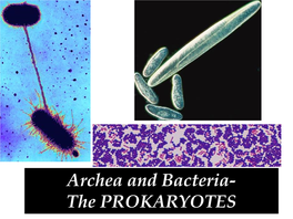 Archea and Bacteria- the PROKARYOTES `