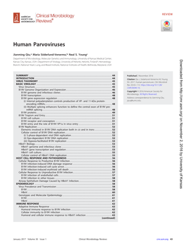 Human Parvoviruses