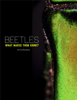 Beetles. What Makes Them Shine?