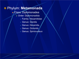 Metamonada L Class: Diplomonadea