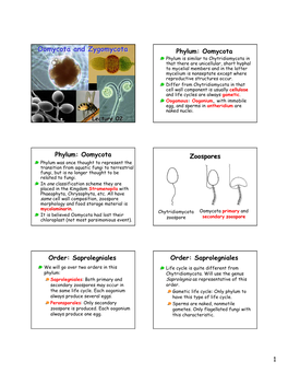 Oomycota and Zygomycota