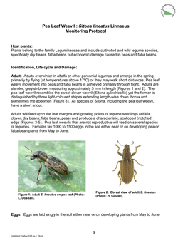 Pea Leaf Weevil Protocol