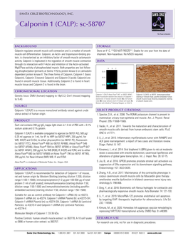 Calponin 1 (CALP): Sc-58707