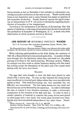 Life History of <I>Micromus Posticus</I> Walker