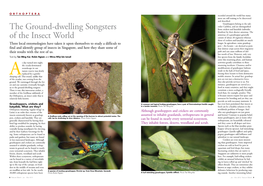 The Ground-Dwelling Songsters of the Insect World