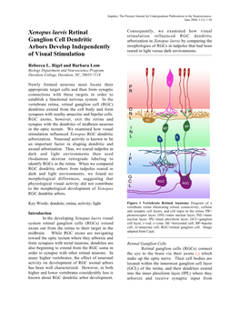 Xenopus Laevis Retinal Ganglion Cell Dendritic Arbors Develop