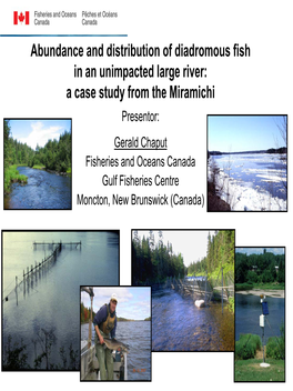 Abundance and Distribution of Diadromous Fish in an Unimpacted