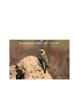 Brasiliansk Safari 2009