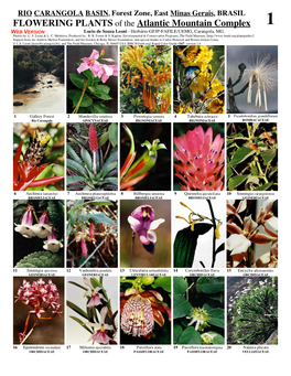 FLOWERING PLANTS of the Atlantic Mountain Complex 1 WEB VERSION Lúcio De Souza Leoni - Herbário-GFJP-FAFILE/UEMG, Carangola, MG