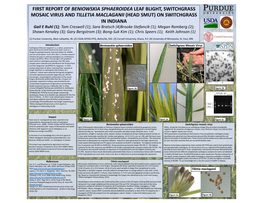 First Report of Beniowskia Sphaeroidea Leaf Blight