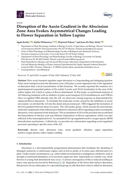 Disruption of the Auxin Gradient in the Abscission Zone Area Evokes Asymmetrical Changes Leading to Flower Separation in Yellow Lupine