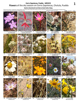 Flowers of the Dry Season on Cerro Zapotecas, Cholula, Puebla 1 Gesche Johannknecht and Marcos Bodo Nuñez Oberg Photos by the Authors
