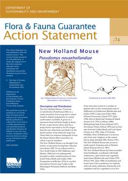 New Holland Mouse (Pseudomys Novaehollandiae)