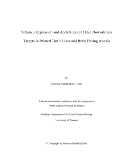 Sirtuin 3 Expression and Acetylation of Three Downstream Targets in Painted Turtle Liver and Brain During Anoxia