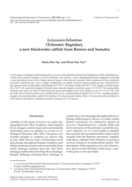 Leiocassis Bekantan (Teleostei: Bagridae), a New Blackwater Catfish from Borneo and Sumatra