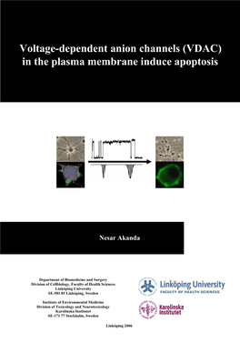 Voltage-Dependent Anion Channels (VDAC) in the Plasma Membrane