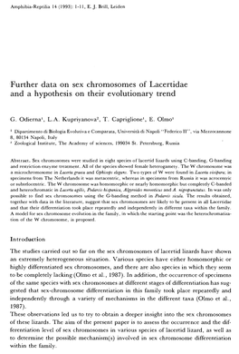 Further Data on Sex Chromosomes of Lacertidae and a Hypothesis on Their Evolutionary Trend