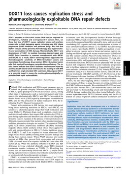 DDX11 Loss Causes Replication Stress and Pharmacologically Exploitable DNA Repair Defects