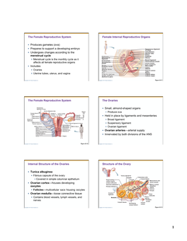 The Female Reproductive System • Produces Gametes (Ova) • Prepares