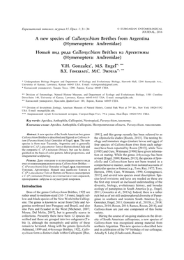 Hymenoptera: Andrenidae) Íîâûé Âèä Ðîäà Callonychium Bréthes Èç Àðãåíòèíû (Hymenoptera: Andrenidae) V.H