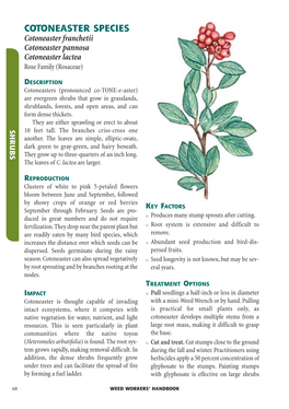 Cotoneaster Species Cotoneaster