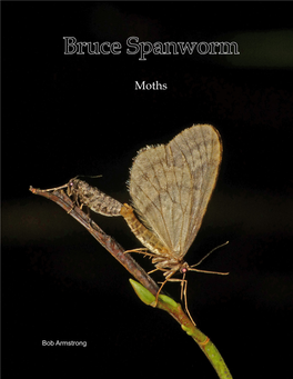 Bruce Spanworm Moths Typically Mate Near the End of Twigs in an Upside Down Position