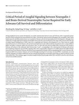 Critical Period of Axoglial Signaling Between Neuregulin-1 and Brain-Derived Neurotrophic Factor Required for Early Schwann Cell Survival and Differentiation