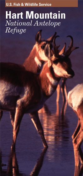 Hart Mountain National Antelope Refuge More Than 30 Million Was One of the Last Pronghorn Antelope Strongholds of This Once Roamed North Fleet-Footed Species