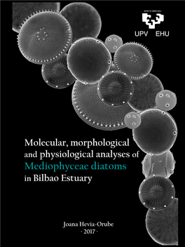 Mediophyceae Diatoms in Bilbao Estuary