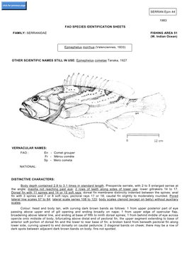 Epinephelus Morrhua (Valenciennes, 1833)