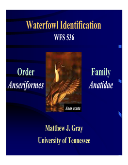 Waterfowl Identification WFS 536