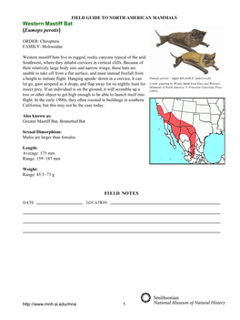 Western Mastiff Bat (Eumops Perotis)