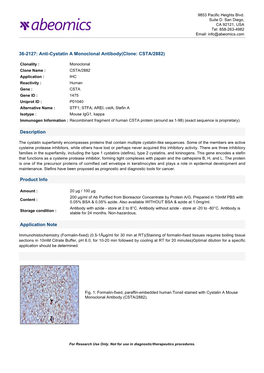 Anti-Cystatin a Monoclonal Antibody(Clone: CSTA/2882)