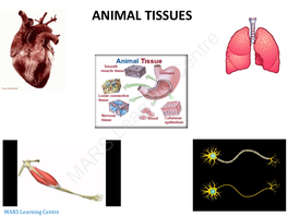 Connective Tissue Cartilage