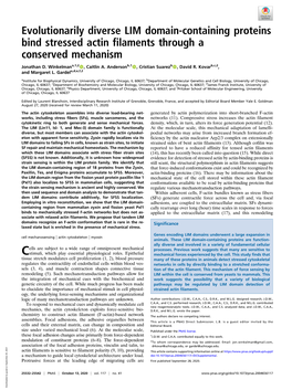 Evolutionarily Diverse LIM Domain-Containing Proteins Bind Stressed Actin Filaments Through a Conserved Mechanism