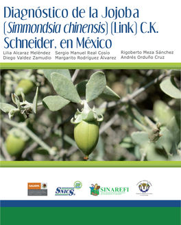 Diagnóstico De La Jojoba (Simmondsia Chinensis) (Link) C.K