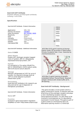 Goat Anti-UXT Antibody Peptide-Affinity Purified Goat Antibody Catalog # Af2139a