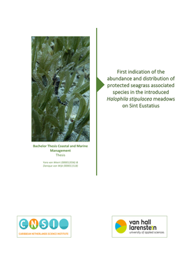 First Indication of the Abundance and Distribution of Protected Seagrass Associated Species in the Introduced Halophila Stipulacea Meadows on Sint Eustatius