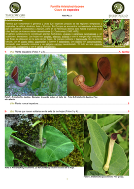 Familia Aristolochiaceae Clave De Especies