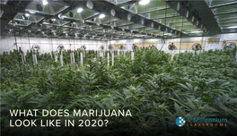 What Does Marijuana Look Like in 2020?