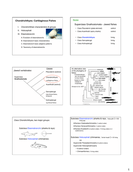 Chondrichthyes: Cartilaginous Fishes Superclass Gnathostomata